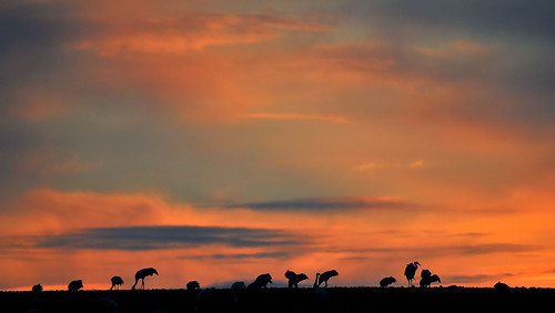 More Cranes.. by Nephentes Phinena ☮, because they were so beautiful to watch..birdmigration cranes glöwitz kraniche nikond300s vogelzug b