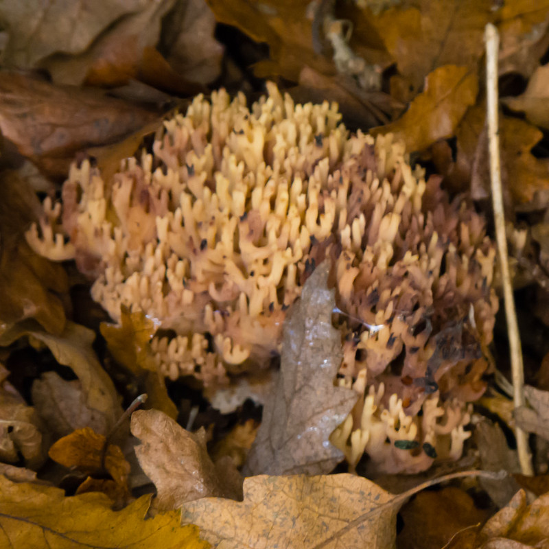 Coral in Bridgnorth