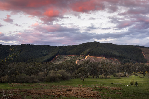 sunset colour pine clouds rural landscape bright australia victoria farmland grasses eucalyptus pinetrees pineplantation contaxzeiss3570mmf34 sonya7r