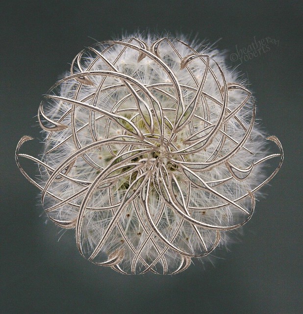 Shapes and seedhead