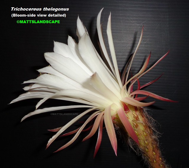 Trichocereus thelegonus (Bloom pic #4-side view close up)