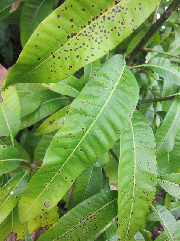 leaf spot fungal disease on mango