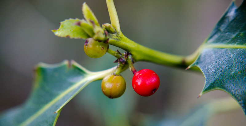 Holly berries