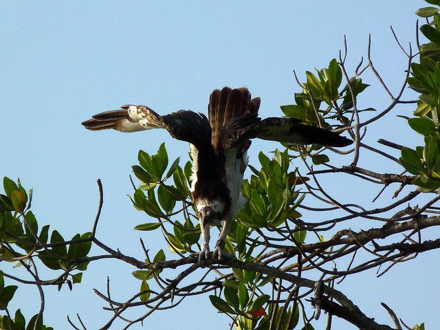 Senegal 2011 Osprey