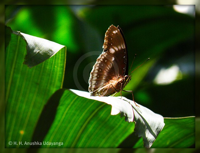 The Great Eggfly