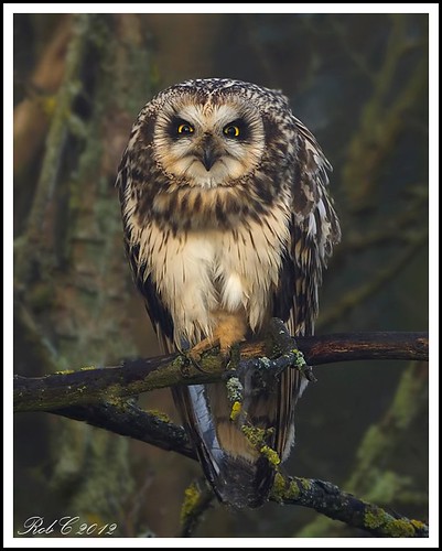 Short eared Owl by robcimages.co.uk
