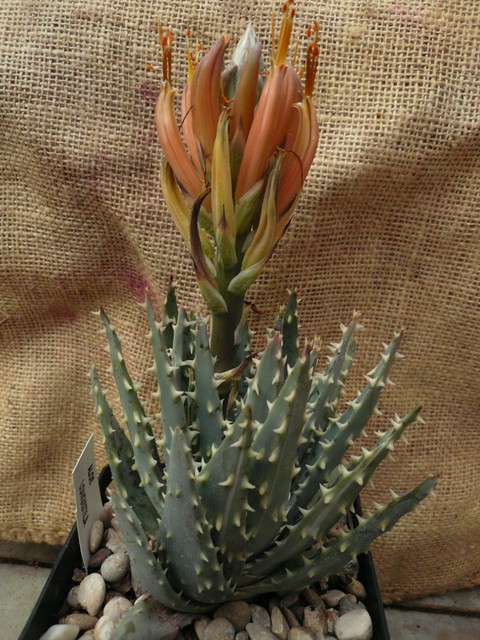 Aloe longystila