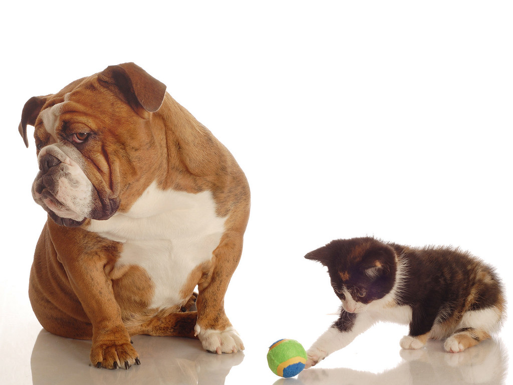 cat and dog pictures cute