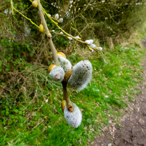 Pussy willow catkins beginning to open