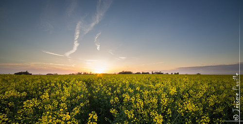 sunset france field champs nordpasdecalais coucherdesoleil pasdecalais colza enguinegatte