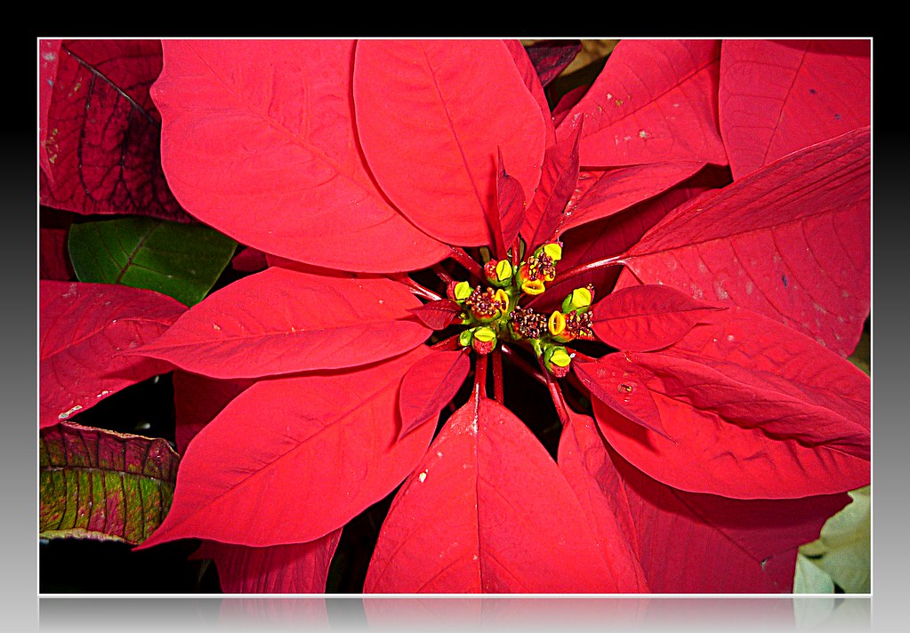 Flor de Nochebuena...P1090179 | En todas partes; en casas,ca… | Flickr