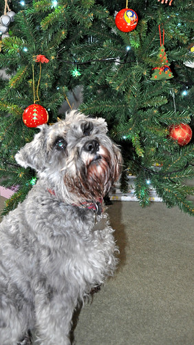 Christmas is coming.... | by SchnauzerDebs