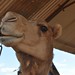 A la granja de camells