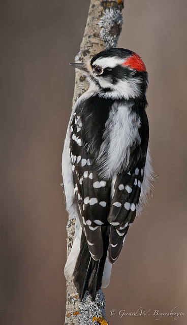 Downy Woodpecker