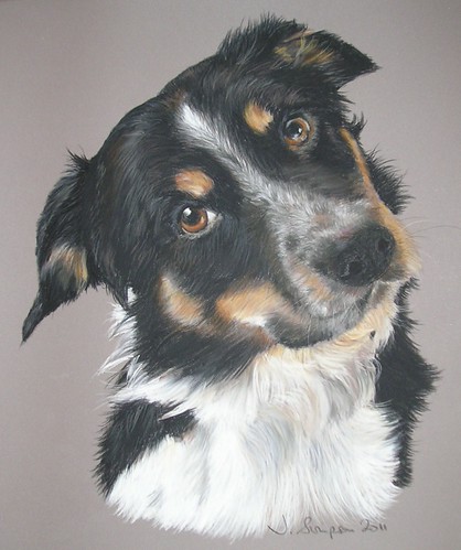 Pip - Border Collie | by jopetportraits