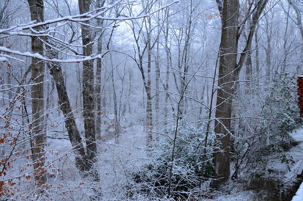 Snow time | The backyard during a snowstorm. Tomorrow's weat… | Flickr