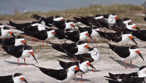 Black Skimmers