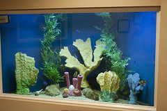 fish-tank-aquarium-custom-installed-bradenton-sarasota-florida-2
