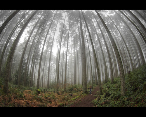 cloud mist canada nature fog forest island bc pentax wide wideangle vacouver nanaimo columbia fisheye westlake british kx 10mm 1017mm