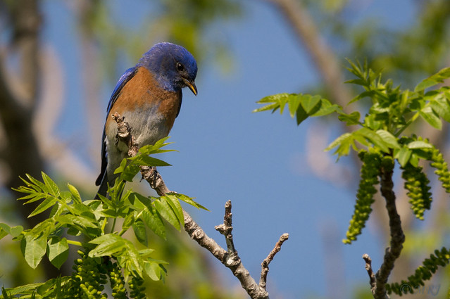 Song of The Bluebird