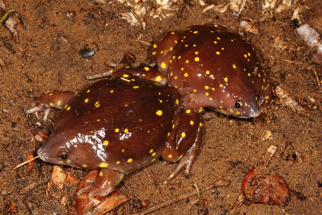 Spotted Shovel-nosed Frogs - Hemisus guttatus