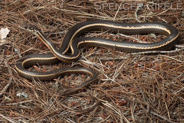 Coluber lateralis lateralis (California Stripped Racer)