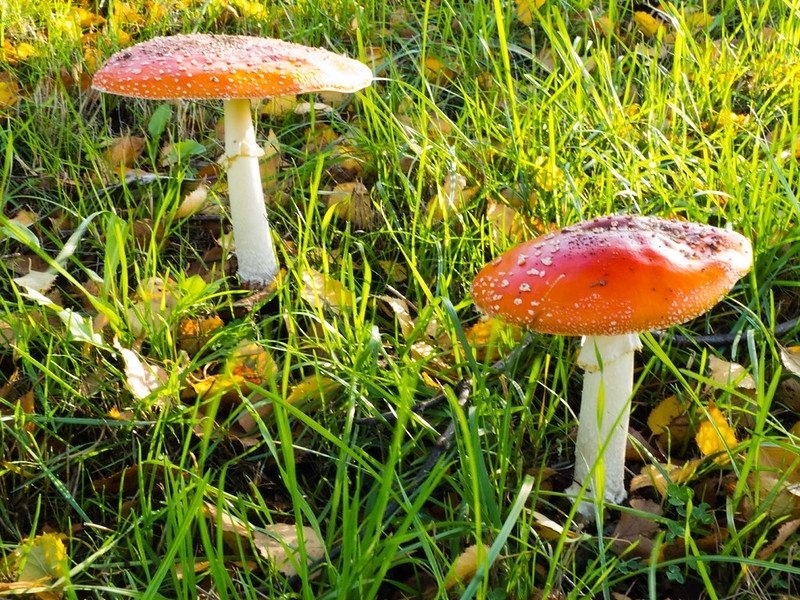 Fly agaric