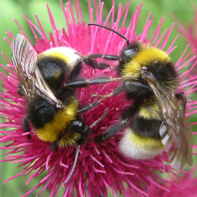 Vestal Cuckoo Bees (Bombus Vestalis) on Thistle at Southwark Park, London @ 18 May 2011 (3/3)