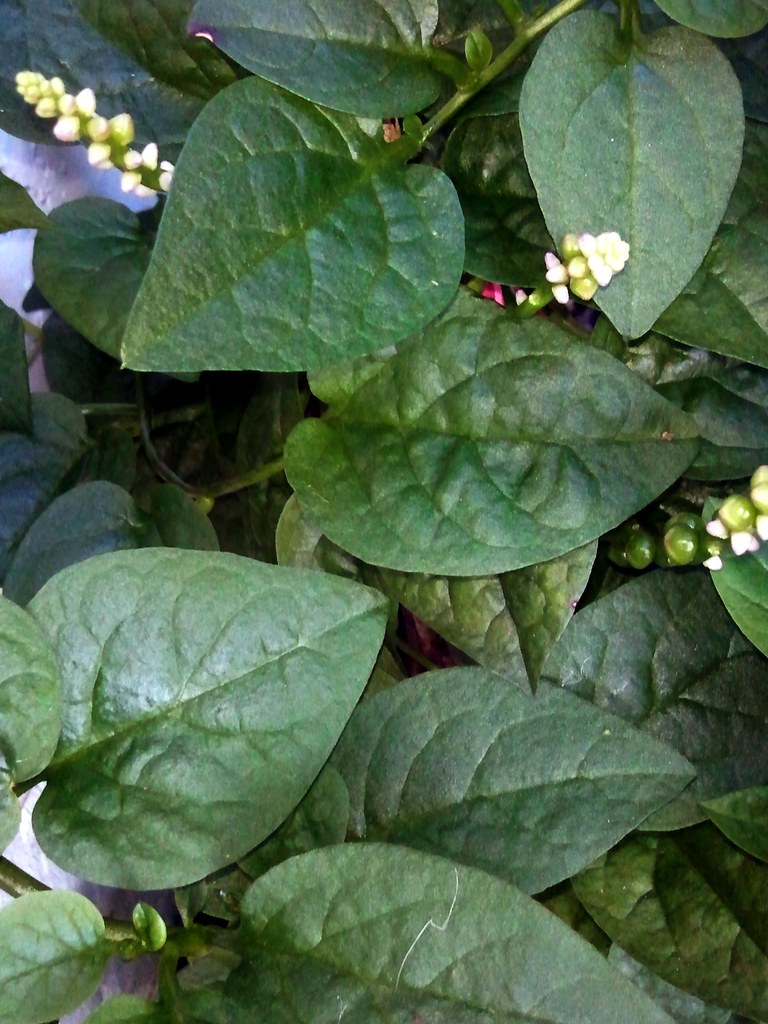 Malabar Spinach #2: GREEN #2 (Bangla = পুঁই শাক) | ---------… | Flickr