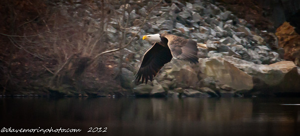 75863  2011 Bald Eagle in Flight