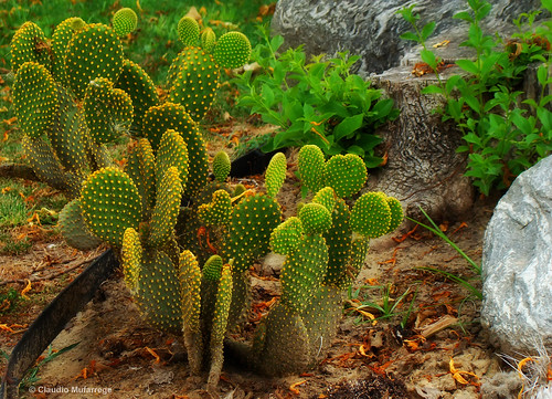 Cactus by Claudio.Ar