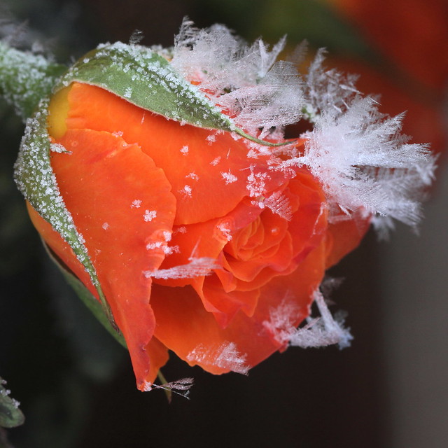 cold rose , explored! ( #489 )
