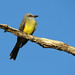 Flickr photo 'Tropical Kingbird' by: treegrow.