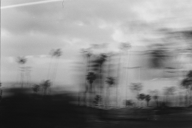 palm trees at speed