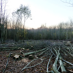 Coppicing nearing completion