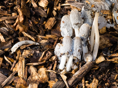 Inkcaps growing on wood mulch