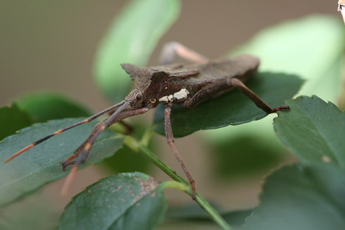 Stink Bug 002 | by MoodyZA