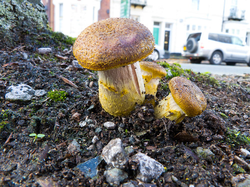 Mushroom near Chapel Ash