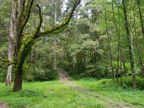 fern tree forest forrest hiking australia victoria aus otway