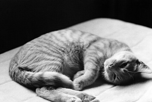 Simba Chilling | by alanrmcwhirter