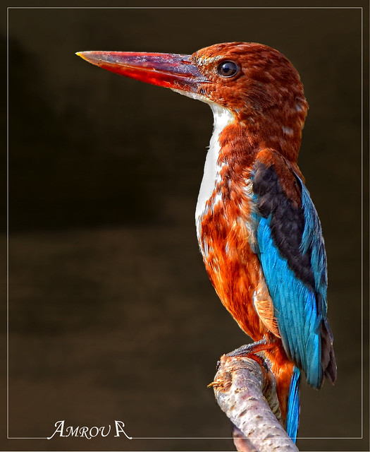 Soldier's Portrait-White throated kingfisher