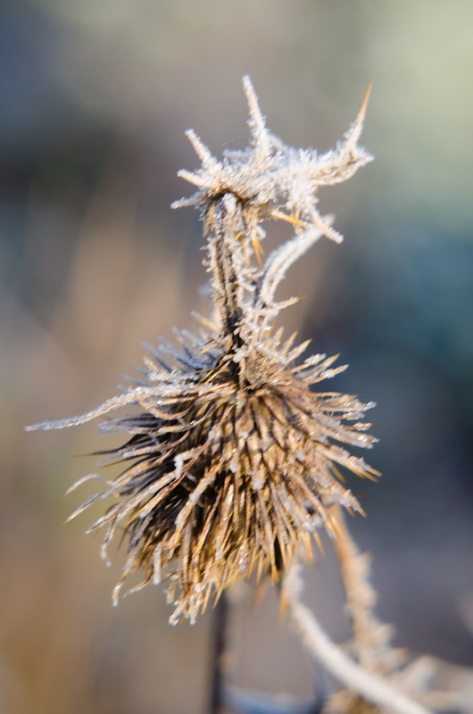 Frosted thistle seed head
