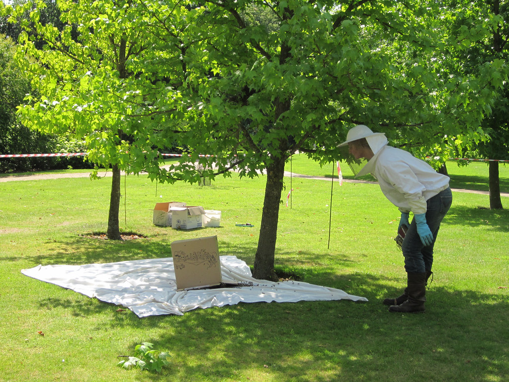 Beekeeper in Petworth Park