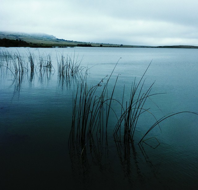 Lake Grass on a Misty Day