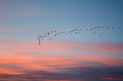 sunset clouds stars cranes sandhillcranes muleshoenationalwildliferefuge