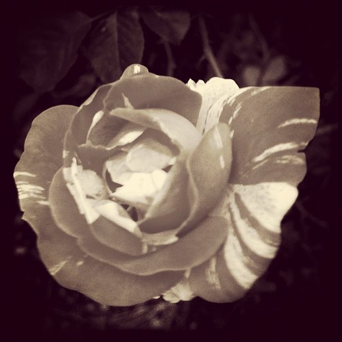 #floweroftheday @floweroftheday @igchallenges #instagramhub #instamood #moodograph #igershouston #rose #implus #implus_daily #rebel_staroftheday #rebelhead #rebelteam #ilikemybirddirty @chasingcolors #bwwednesday | by SusanaPixels