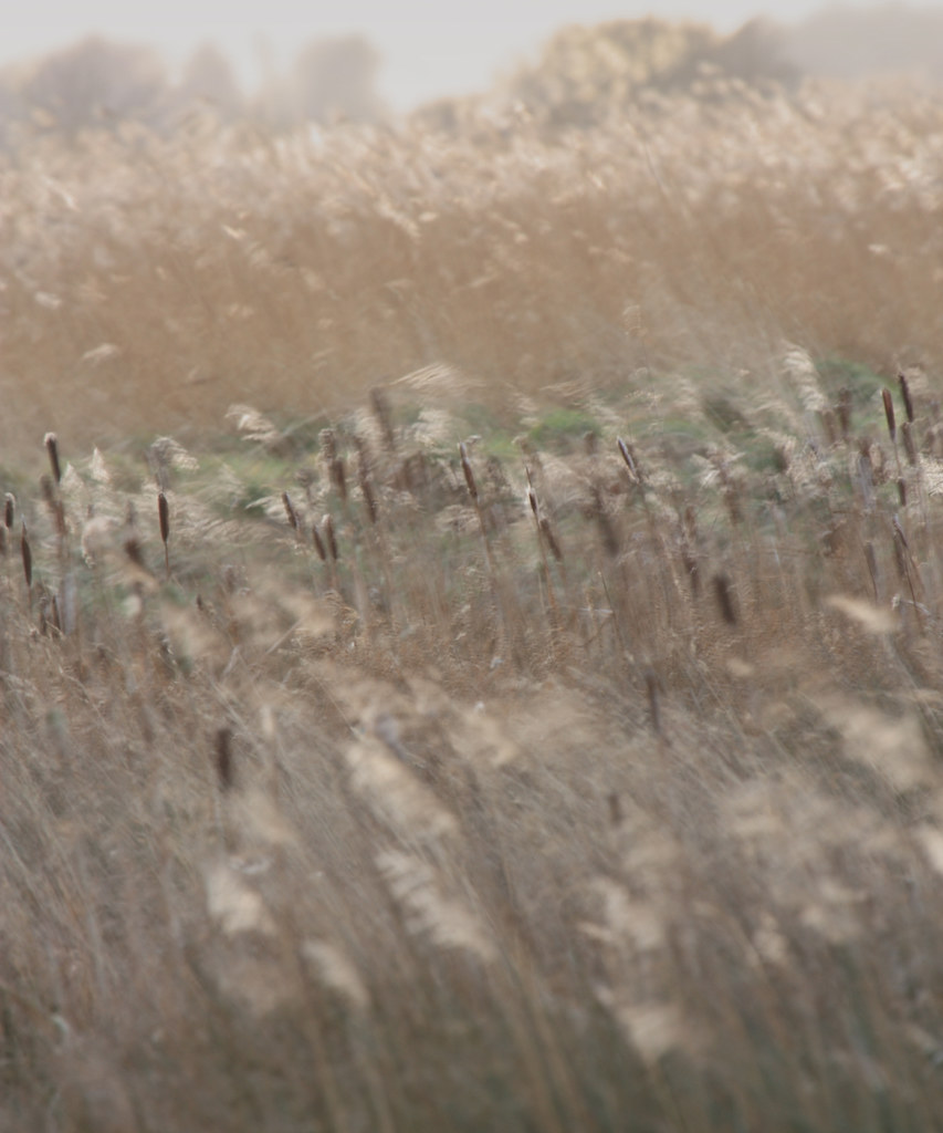 Wind Through Reeds Reeds in wind | Taken at WWT Martin Mere | Liz Gent | Flickr