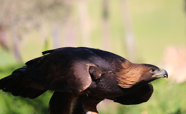 Bird of prey - Golden Eagle -  Tonka has Lock On