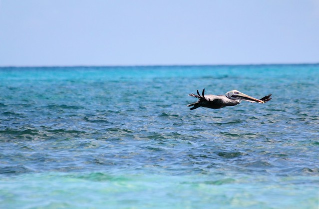Cayo Santa Maria Pelicans
