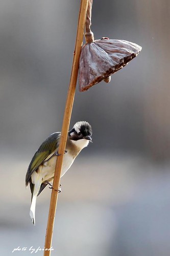 2011.12.11 白头鹎（Light-vented Bulbul ） | by frieda6688